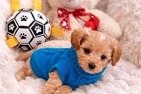 Maltipoo piesek mama maltańczyk tata pudel toy red brown, Świętokrzyskie, Busko-Zdrój
