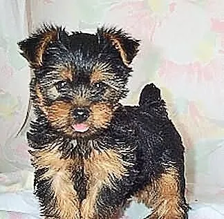 York Terrier