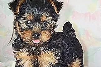 York Terrier