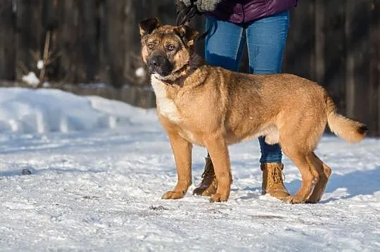 Haker, miśkowaty, przyjazny psiak z klapniętymi us