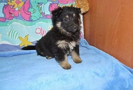 Blanka-malutka,kudłata sunia 8 tyg,adopcja!!, świ