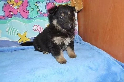 Blanka-malutka,kudłata sunia 8 tyg,adopcja!!,  świ