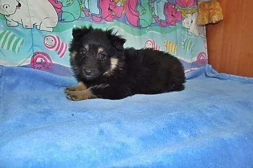 Blanka-malutka,kudłata sunia 8 tyg,adopcja!!,  świ
