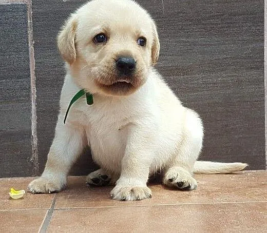 Labardor śliczne biszkoptowe szczenięta labradora