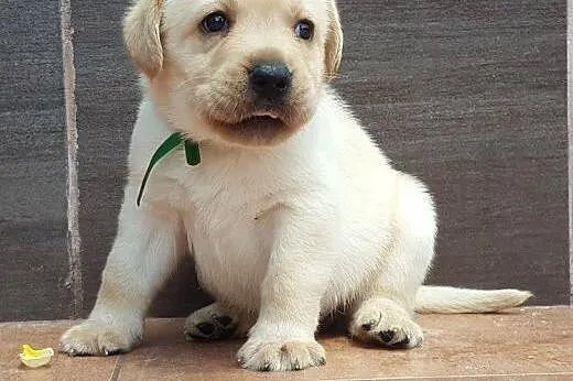 Labardor śliczne biszkoptowe szczenięta labradora 