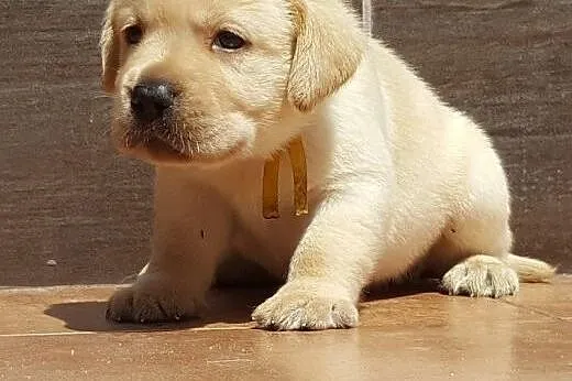 Labardor śliczne biszkoptowe szczenięta labradora 
