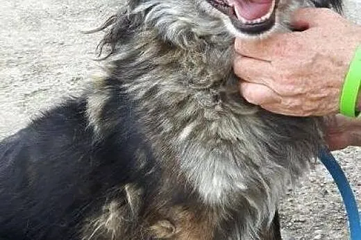 Grey grzeczny prze kochany piesek szuka dobrego do