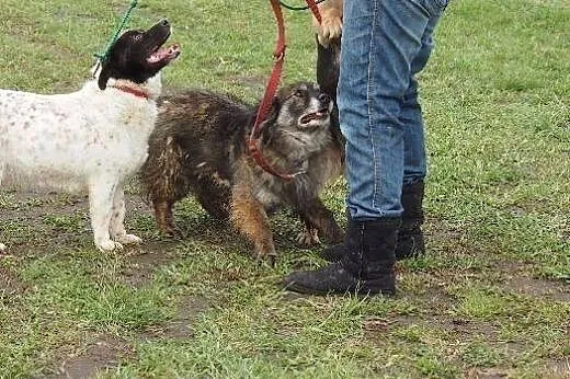 Grey grzeczny prze kochany piesek szuka dobrego do