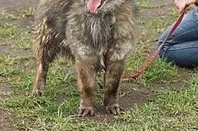 Grey grzeczny prze kochany piesek szuka dobrego do