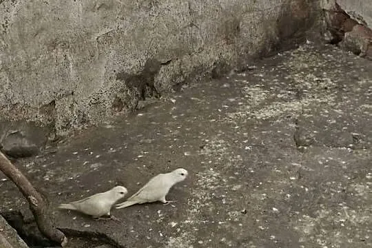 Sprzedam mnichy z tego roku, Wielkopolskie, Leszno