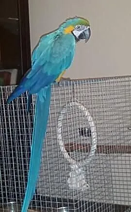Papuga Ara Ararauna