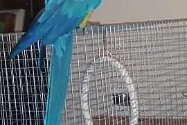 Papuga Ara Ararauna