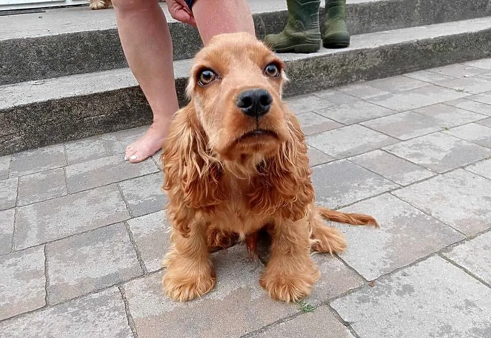 Cocker Spaniel, Mazowieckie, Garwolin