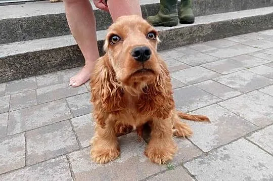 Cocker Spaniel, Mazowieckie, Garwolin