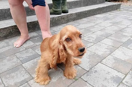 Cocker Spaniel, Mazowieckie, Garwolin