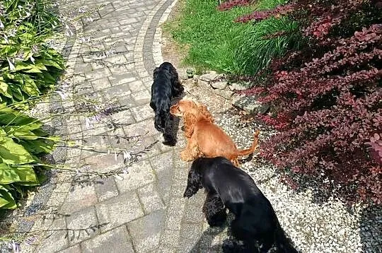 Cocker Spaniel, Mazowieckie, Garwolin