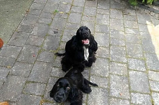 Cocker Spaniel, Mazowieckie, Garwolin