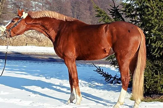 Przyszłościowy wałach do sportu! Magnum vd Bisschop x Guidam de Henry, Wielkopolskie, Złotów