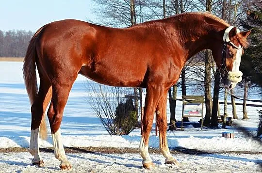 Przyszłościowy wałach do sportu! Magnum vd Bisschop x Guidam de Henry, Wielkopolskie, Złotów