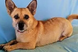 GACUŚ - cudowny, nieduży, słodki psiak do adopcji, Warszawa