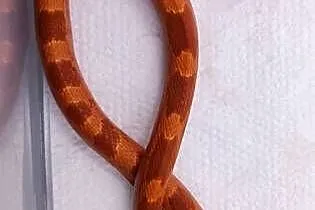 Wąż zbożowy Fire 50%het Hypo., Śląskie, Rybnik
