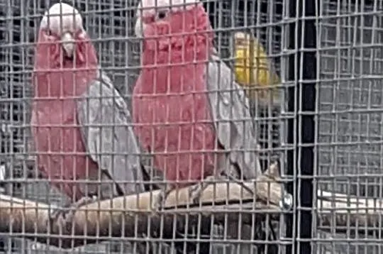 Kakadu Różowe  para