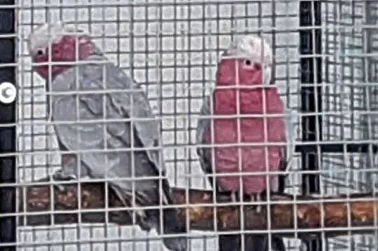 Kakadu Różowe  para, Śląskie, Bystra