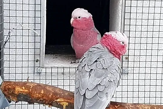 Kakadu Różowe  para, Śląskie, Bystra