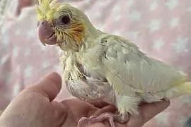 Nimfy recznie karmione