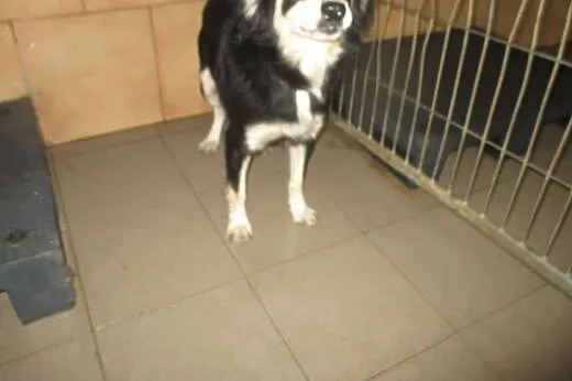 Pimpus to roczny psiak kochający ludzi,  dolnośląs