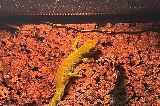 Felsuma madagaskarska Samica