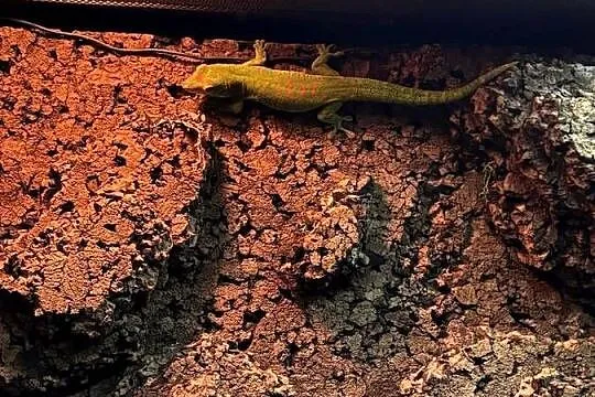 Felsuma madagaskarska Samica, Pomorskie, Gdynia