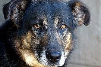 Ariel - psiak po przejściach, szuka cierpliwego i kochającego domu,  łódzkie Łódź