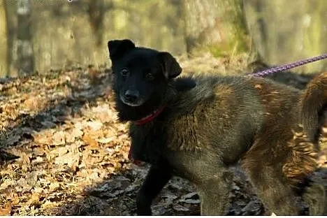 Zyzio szuka domu!:),  dolnośląskie Jelenia Góra