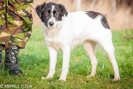 OTOZ Animals - Aldonka - młodziutka, śliczna suczk