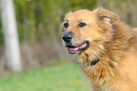 Oto Teddy- pies o złotym sercu,  lubelskie Lublin