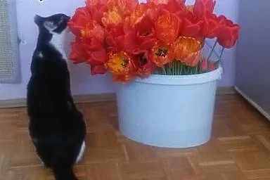 Dunia - roczna prześliczna czarno-biała kotka do o
