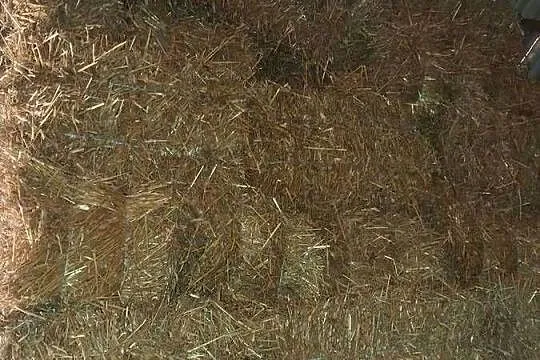 Słoma z pszenżyta, Wielkopolskie, Łopienno