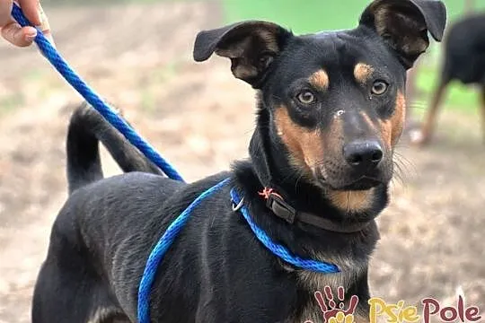 DIRTEK-wesoły, energiczny, bardzo bystry psiak szuka domu, adopcja, Małopolskie, Kraków
