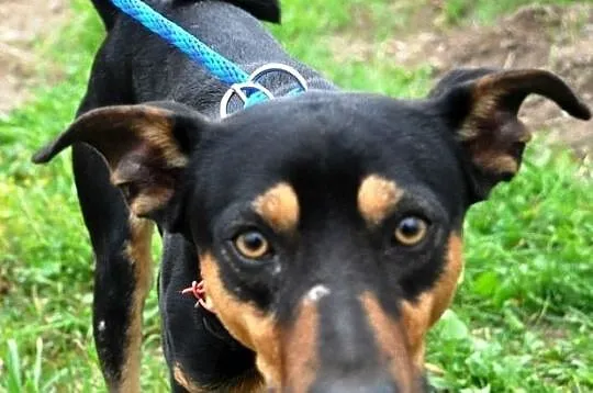 DIRTEK-wesoły, energiczny, bardzo bystry psiak szuka domu, adopcja, Małopolskie, Kraków