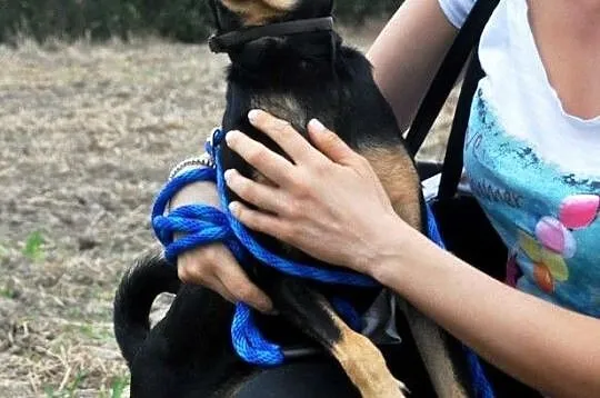 DIRTEK-wesoły, energiczny, bardzo bystry psiak szuka domu, adopcja, Małopolskie, Kraków