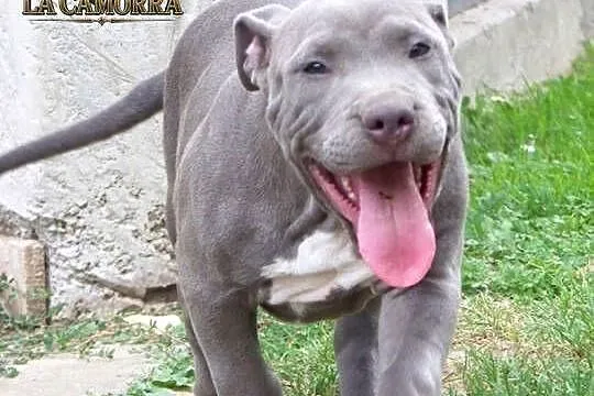 American Staffordshire Terrier Blue Amstaff – Mocny Samiec