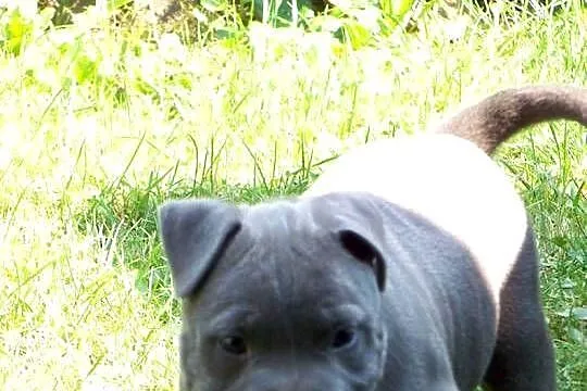 American Staffordshire Terrier Blue Amstaff – Mocny Samiec, Opolskie, Paczków