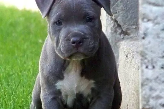 American Staffordshire Terrier Blue Amstaff – Mocny Samiec, Opolskie, Paczków