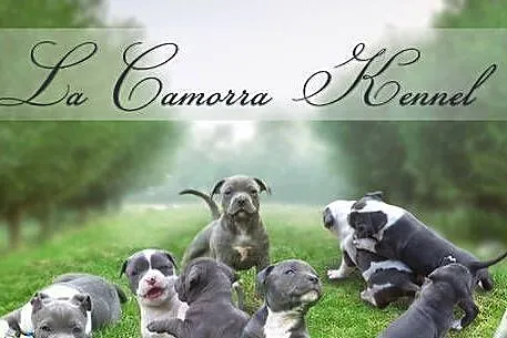 American Staffordshire Terrier Blue Amstaff – Mocny Samiec, Opolskie, Paczków