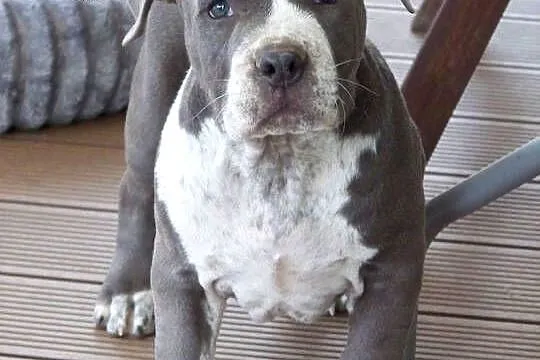 American Staffordshire Terrier Blue Amstaff – Mocny Samiec, Opolskie, Paczków