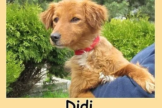 Didi - roczna sunia, rudzielec do adopcji,  dolnośląskie Wrocław
