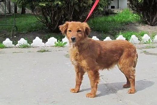 Didi - roczna sunia, rudzielec do adopcji,  dolnoś