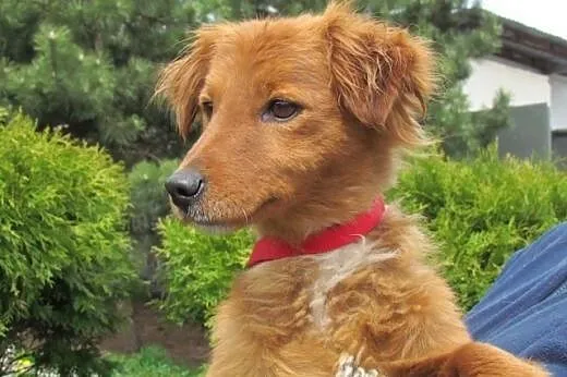 Didi - roczna sunia, rudzielec do adopcji,  dolnoś