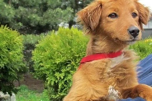 Didi - roczna sunia, rudzielec do adopcji,  dolnoś